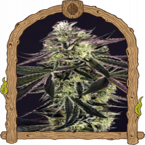 Purple Shot Strain