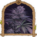 Quick Black Lemon Strain