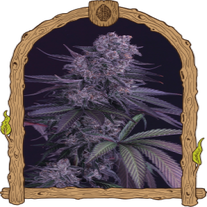 Quick Black Lemon Strain