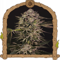 Quick Sherbet Strain