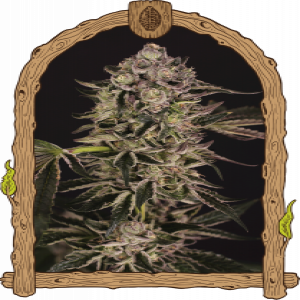 Quick Sherbet Strain