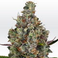 Rainbow Road Feminizada de Paradise Seeds