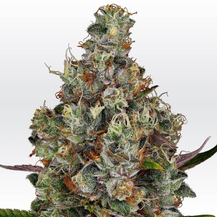 Rainbow Road Feminizada de Paradise Seeds
