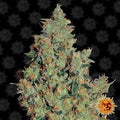 Tangerine Dream Strain