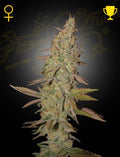Arjan's Ultra Haze 1 (Feminised)