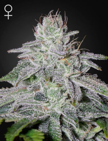 Franco's Lemon Cheese (Feminised)