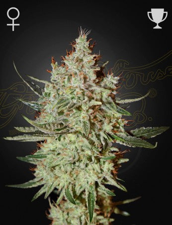 GH Cheese (Feminised)