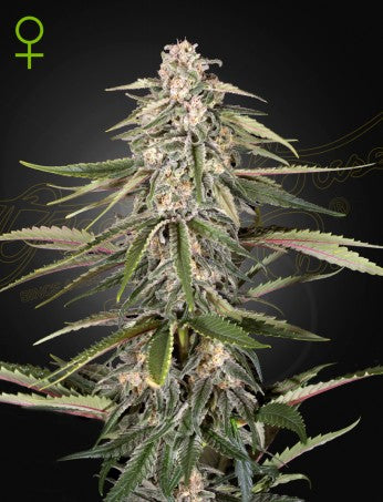 Green-O-Matic Auto