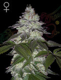 Milky Dreams