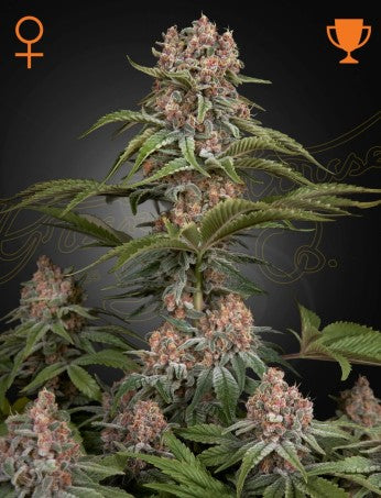 Pure Kush (Feminised)
