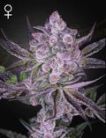 Super Boof x Motorbreath