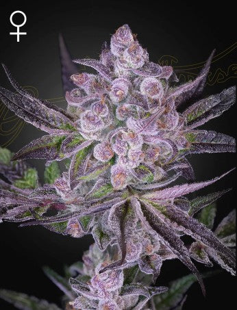 Super Boof x Motorbreath