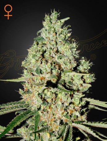 Super Critical (Feminised)