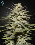 Super Lemon Haze CBD (Feminised)