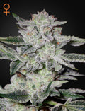 Sweet Valley Kush (Feminised)