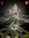 White Widow (Feminised)