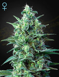 White Widow Auto CBD (Feminised)