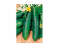 Pepino Marketmore