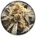 Recovery CBD