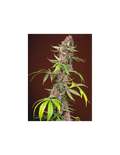 Red Mandarine F1 Fast Version®