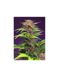 Red Mimosa XL Auto®