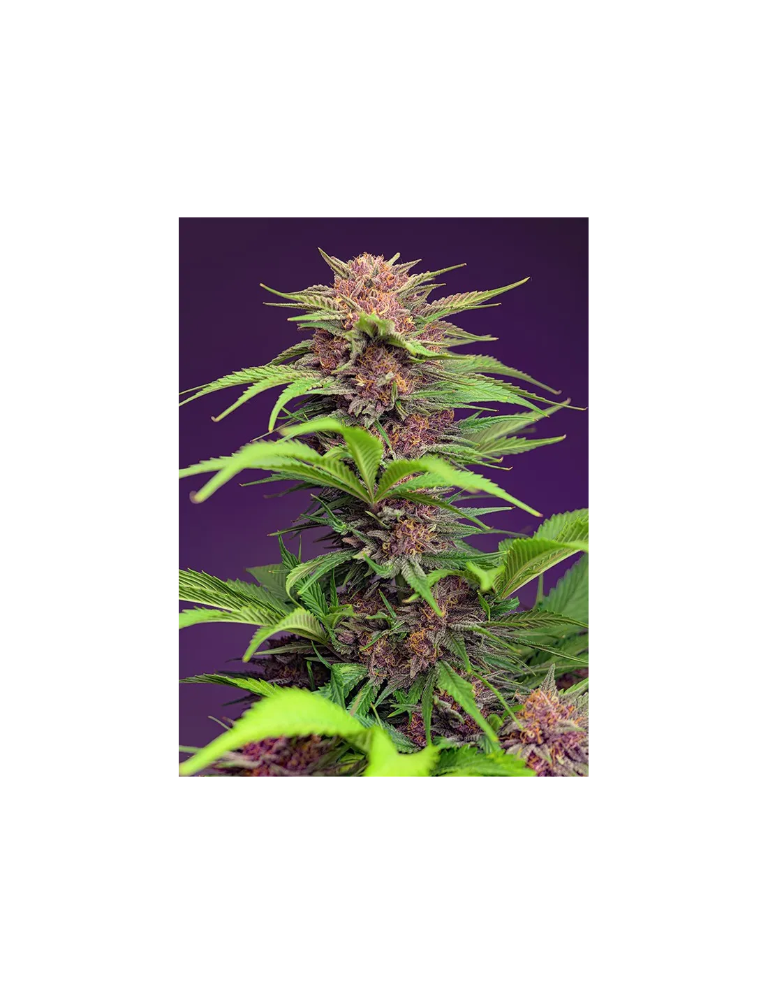Red Mimosa XL Auto®