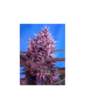 Red Poison Auto®
