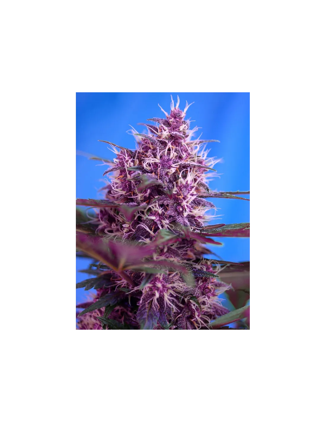 Red Poison Auto®