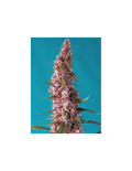 Red Pure Auto CBD®