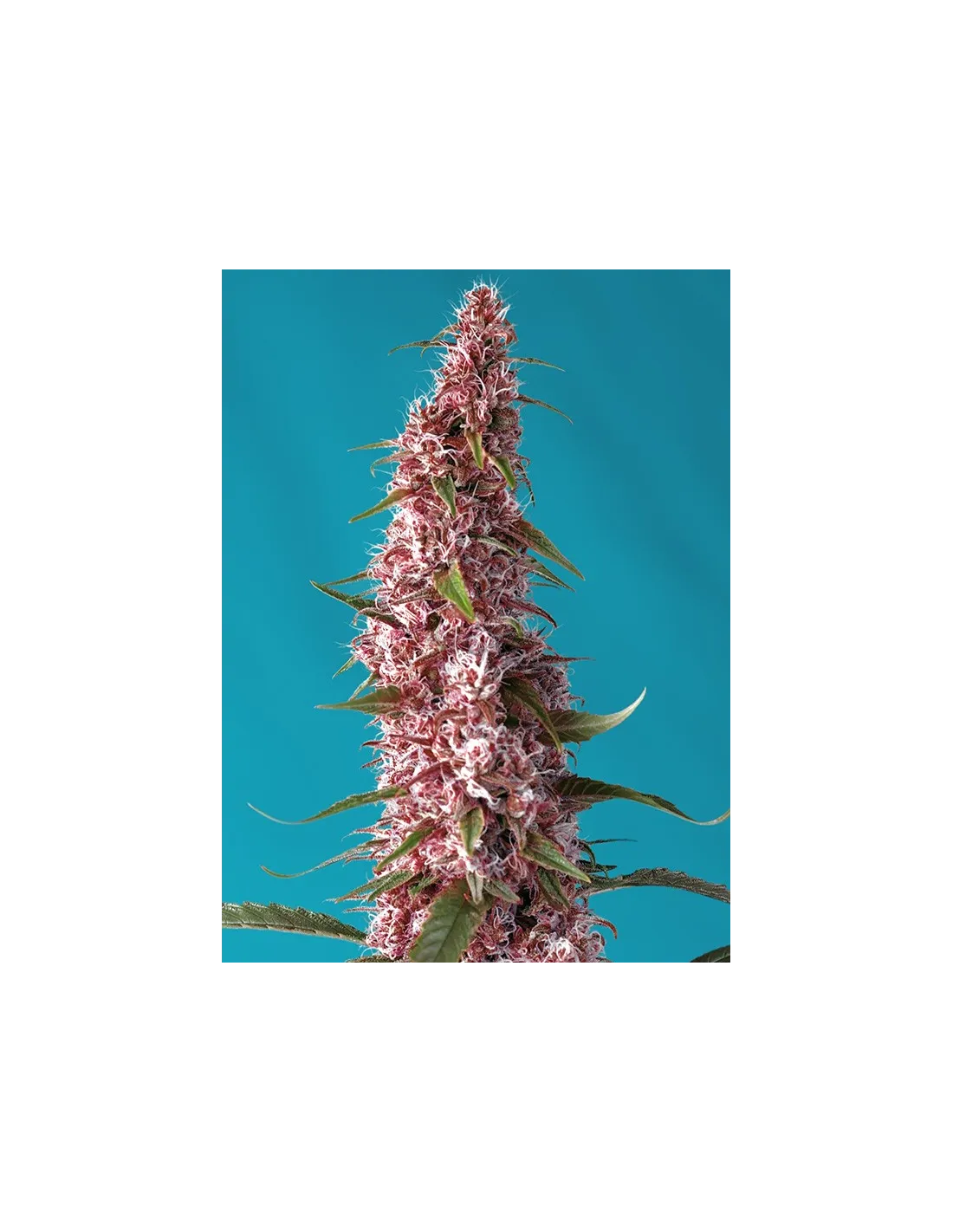 Red Pure Auto CBD®