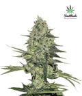 Rhino Ryder Auto Autofloreciente de Fast Buds