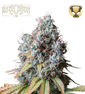 Rucu Cucu OG© Feminized Cannabis Seeds