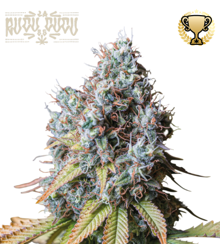 Rucu Cucu OG© Feminized Cannabis Seeds