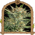 Russian Automatic Strain