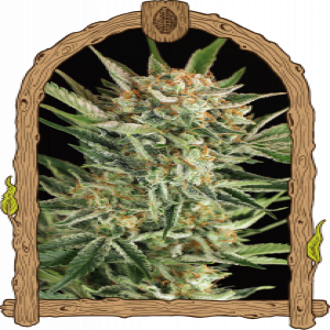 Russian Automatic Strain