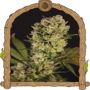 Candy Jungle Auto Strain