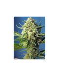 S.A.D. Sweet Afgani Delicious Auto®