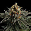 Sativa Dream
