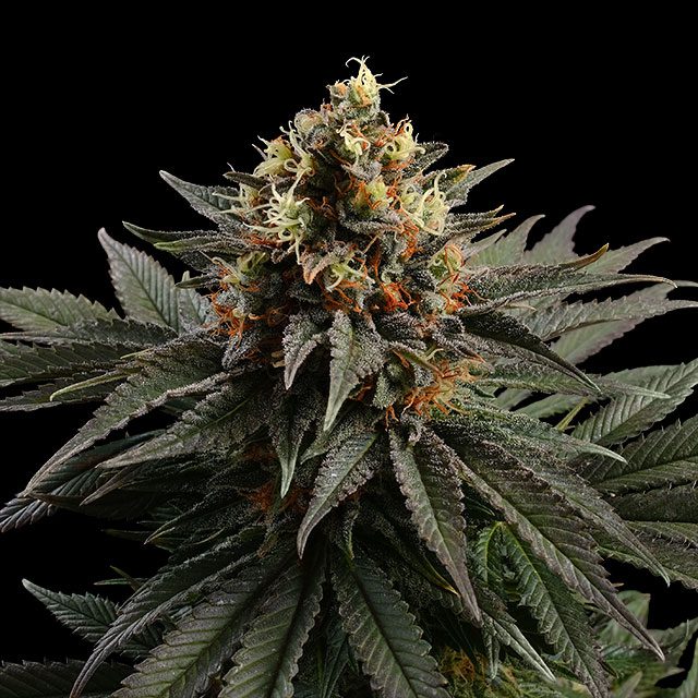 Sativa Dream