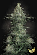 Sensi Star Feminizada de Paradise Seeds