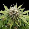 Silver Widow