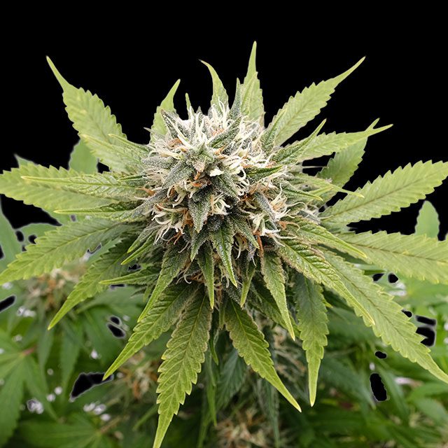 Silver Widow