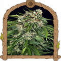 Sir Jack Auto Pure Cbd Strain