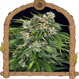Sir Jack Auto Pure Cbd Strain