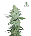 Six Shooter Autofloreciente de Fast Buds