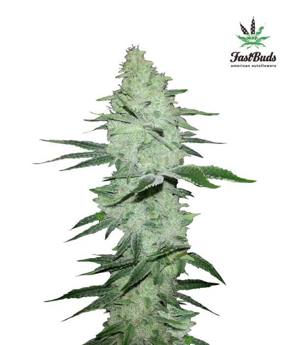 Six Shooter Autofloreciente de Fast Buds