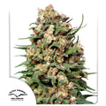 Skunk #1®