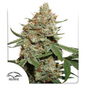 Skunk #11®