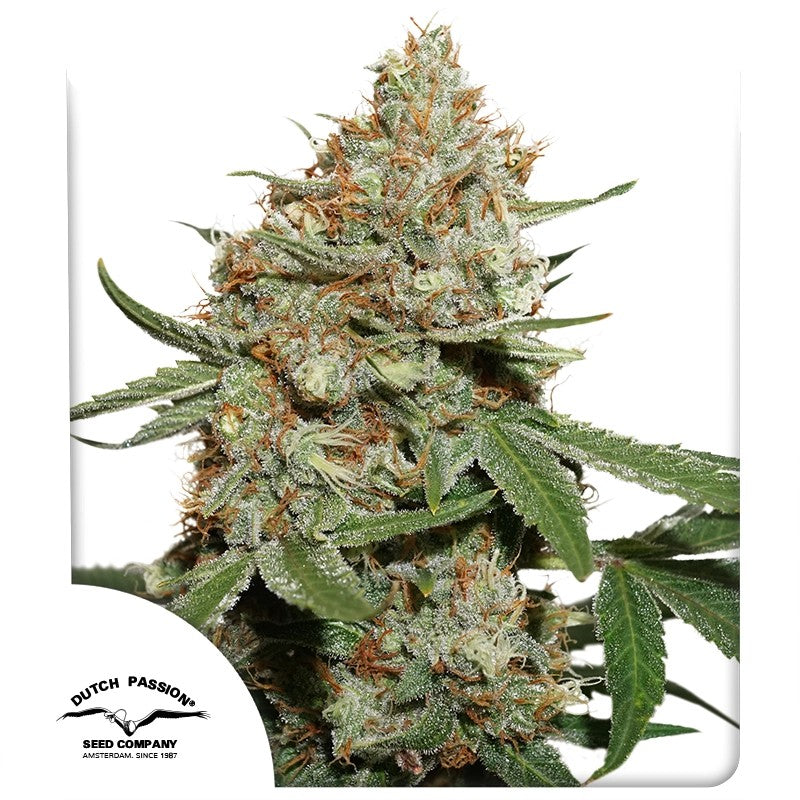 Skunk #11®