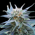 Skunk+